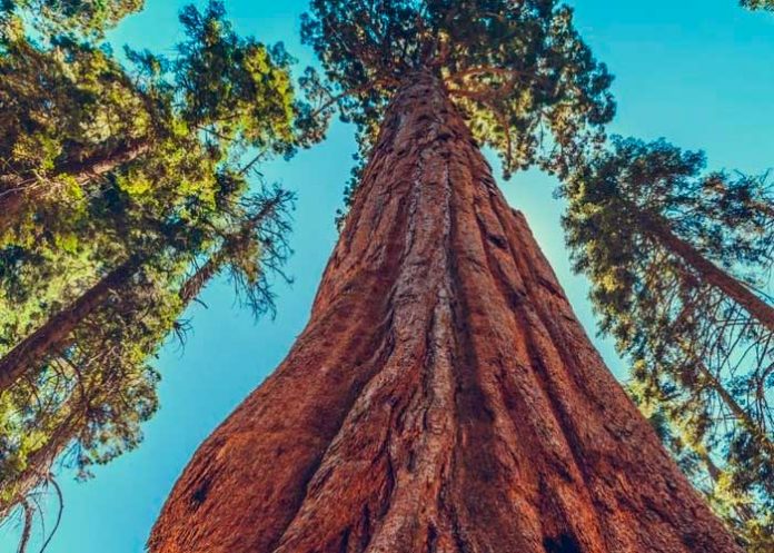 ince california, incendio, secuoya gigante,