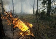 Un incendio causa estragos en un parque natural de España