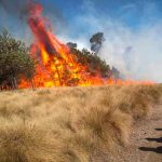 Activos en México 75 incendios forestales en 16 estados mexico, incendios forestales, medio ambiente, fuego,