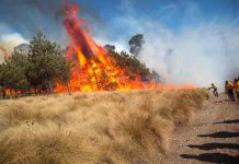 mexico, incendios forestales, medio ambiente, fuego,