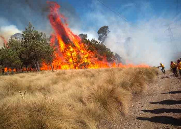 mexico, incendios forestales, medio ambiente, fuego,