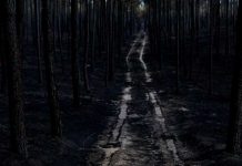 Portugal: Incendios arrasaron 418.000 hectáreas este año