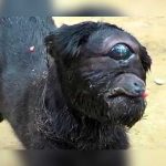 Nace una cabra cíclope en la India