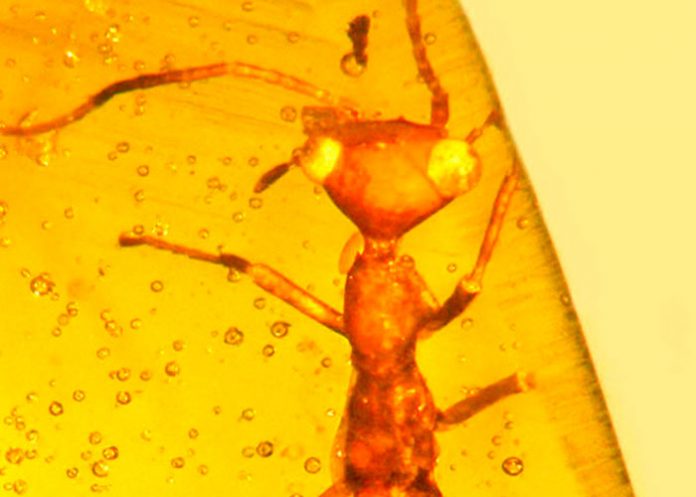insecto