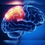 El veneno de una araña podría ayudar a las víctimas de un ictus