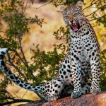 Una madre salva a gritos a su hijo de un leopardo