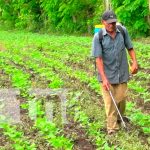 Productores de Nueva Segovia optimistas durante este ciclo agrícola 2021 Nicaragua, nueva segovia, productores, ciclo agrícola 2021