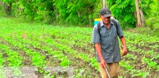 Nicaragua, nueva segovia, productores, ciclo agrícola 2021