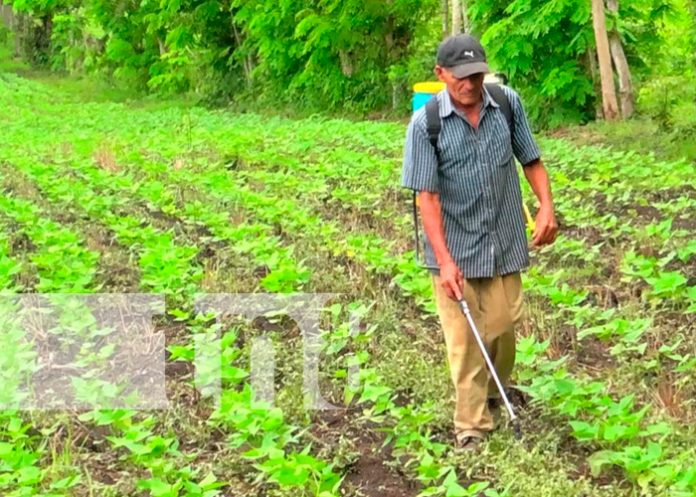 jalapa3 Nicaragua, nueva segovia, productores, ciclo agrícola 2021