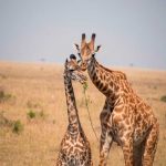 jirafas, ciencia, Software, conservar la especie,