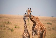 Nueva herramienta que ayudará a conservar la especie de las jirafas jirafas, ciencia, Software, conservar la especie,