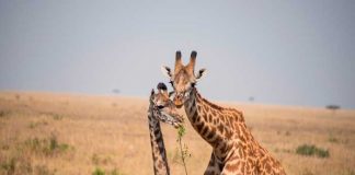 jirafas, ciencia, Software, conservar la especie,