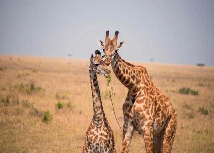 jirafas, ciencia, Software, conservar la especie,