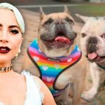 estados unidos, lady gaga, robo, perros, arresto, carcel,