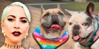 estados unidos, lady gaga, robo, perros, arresto, carcel,