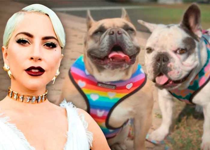 estados unidos, lady gaga, robo, perros, arresto, carcel,