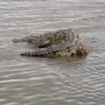 Confirman avistamiento de lagarto en Isla de Ometepe