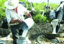 Analizan precio del queso en Nueva Guinea