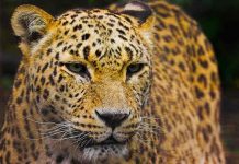 pakistan, leopardos, animales,