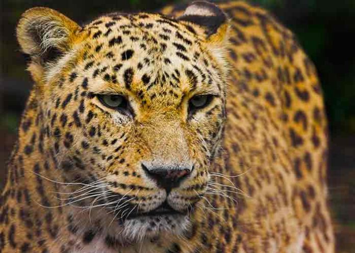 pakistan, leopardos, animales,