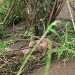 Matagalpa: Encuentran cuerpo en río de una comunidad de Sébaco