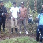 Capturan a sujetos con plantío de marihuana en Nueva Segovia