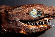 FOTOS: «Tiburones víboras» con mandíbulas de «Alien» causan terror
