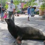ecuador, lobo marino, atropello, animales,