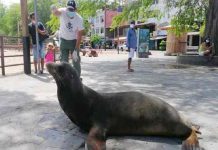 ecuador, lobo marino, atropello, animales,