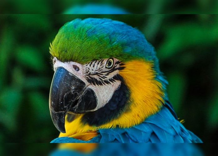 loro-portada