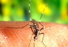Alerta sanitaria en Costa Rica por casos de malaria