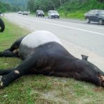 Alarma en Malasia por varias muertes de animales exóticos