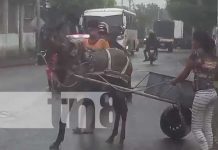 Maltrato a caballo por parte de carretoneros se viraliza en Nicaragua (VIDEO) nicaragua, agresion, maltrato, managua, caballo,