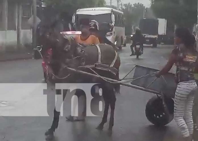 maltrato-caballo-1 nicaragua, agresion, maltrato, managua, caballo,