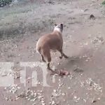 Denuncian horrendo caso de maltrato animal en comarca Los Vanegas nicaragua, maltrato, perro, los vanegas, managua,