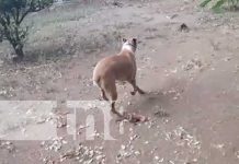 Denuncian horrendo caso de maltrato animal en comarca Los Vanegas nicaragua, maltrato, perro, los vanegas, managua,