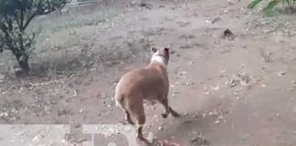 nicaragua, maltrato, perro, los vanegas, managua,