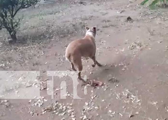 maltrato-perro-2 nicaragua, maltrato, perro, los vanegas, managua,
