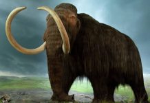 Los mamuts se organizaban en matriarcados
