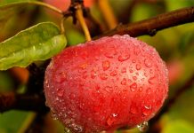 Así debemos lavar las manzanas para comérnoslas sin peligro