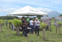 Productores del occidente de Nicaragua interesados en conocer las bondades del marango