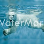 Google te dice cómo quitar la marca de agua de una fotografía