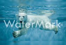 Google te dice cómo quitar la marca de agua de una fotografía