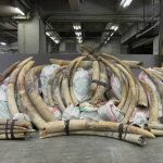 Incautación de marfil récord en 2016, pese a descenso de la caza de elefantes