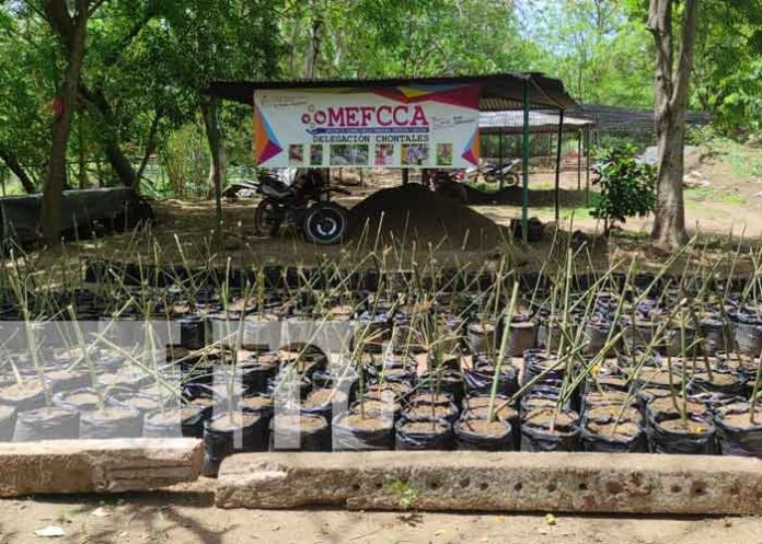 mari-1 nicaragua, vivero, chontales,