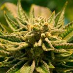 La marihuana no causa psicosis