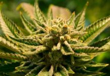 La marihuana no causa psicosis