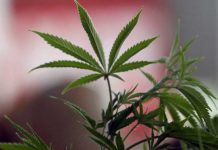 México: La Policía detiene a una joven por vender pasteles de marihuana en su escuela