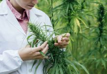 La marihuana evita la pérdida de la memoria… a los ratones