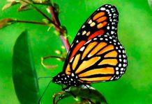 Científicos avanzan en el conocimiento sobre la coloración de mariposas